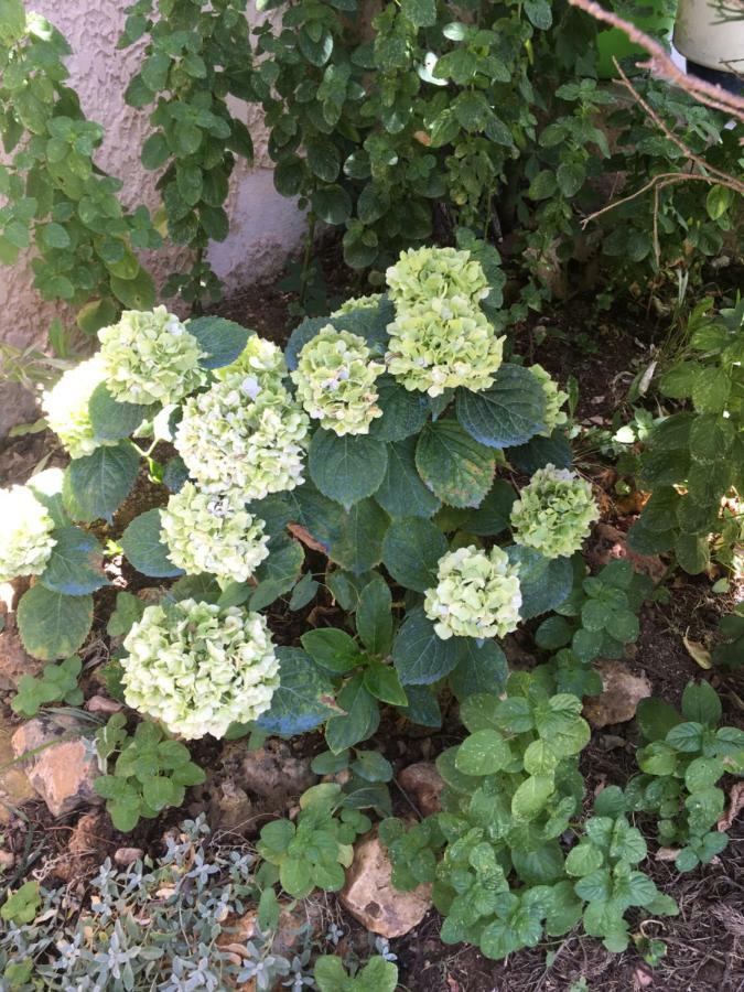 קרפנטרה Villa Hortensia מראה חיצוני תמונה
